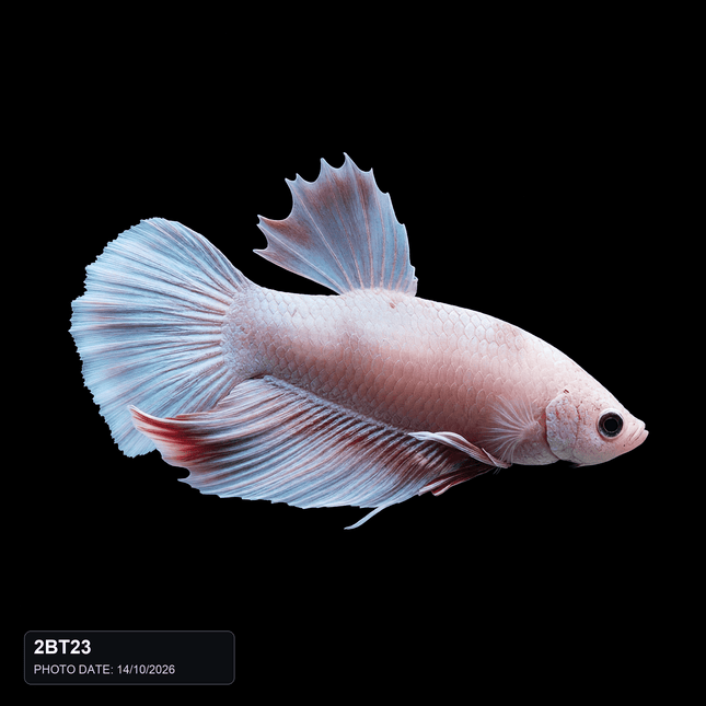 2BT23 - Pastel Pink Halfmoon Male - Nano Tanks Australia