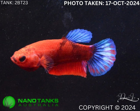 2BT23 - Red Hellboy Halfmoon Plakat Betta Male - Nano Tanks Australia Aquarium Shop