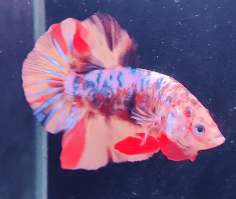 2BT23 - Red Hellboy Halfmoon Plakat Betta Male - Nano Tanks Australia Aquarium Shop