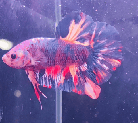 2BT23 - Red Hellboy Halfmoon Plakat Betta Male - Nano Tanks Australia Aquarium Shop