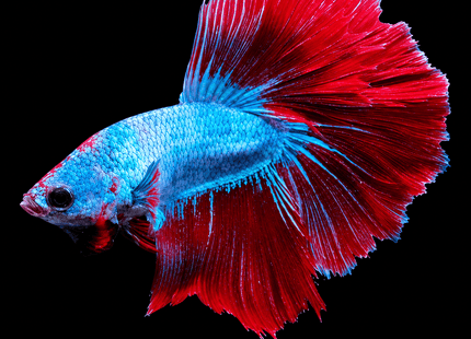 2BT24 - [ARRIVED 29-JUN-2026] Red Metallic Butterfly Halfmoon Male Betta - Nano Tanks Australia
