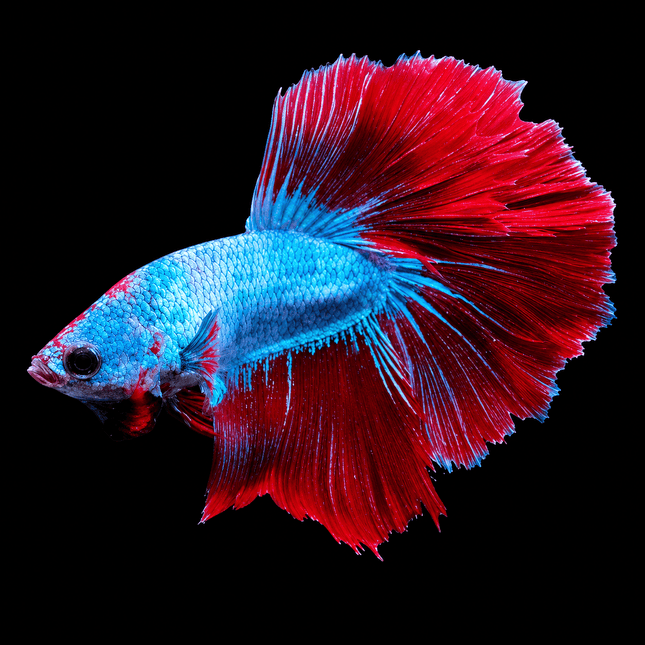2BT24 - [ARRIVED 29-JUN-2026] Red Metallic Butterfly Halfmoon Male Betta - Nano Tanks Australia
