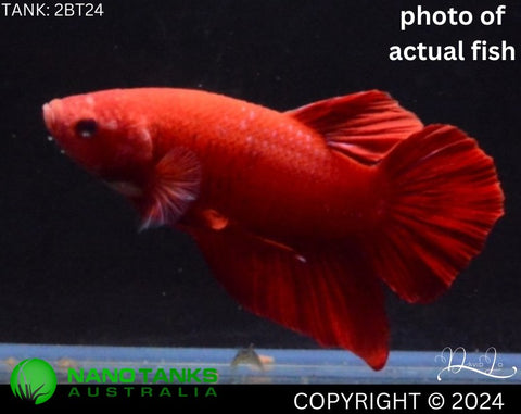 2BT24 - Red Giant Halfmoon Plakat Betta Male - Nano Tanks Australia Aquarium Shop