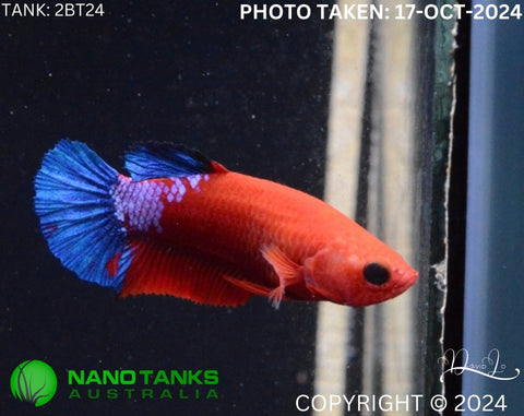 2BT24 - Red Hellboy Halfmoon Plakat Betta Male - Nano Tanks Australia Aquarium Shop