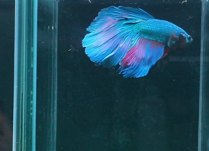 2BT24 - Teal Halfmoon Betta Male - Nano Tanks Australia