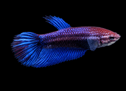 2BT25 - [ARRIVED 1-JUL-2026] Halfmoon Female Betta - Nano Tanks Australia