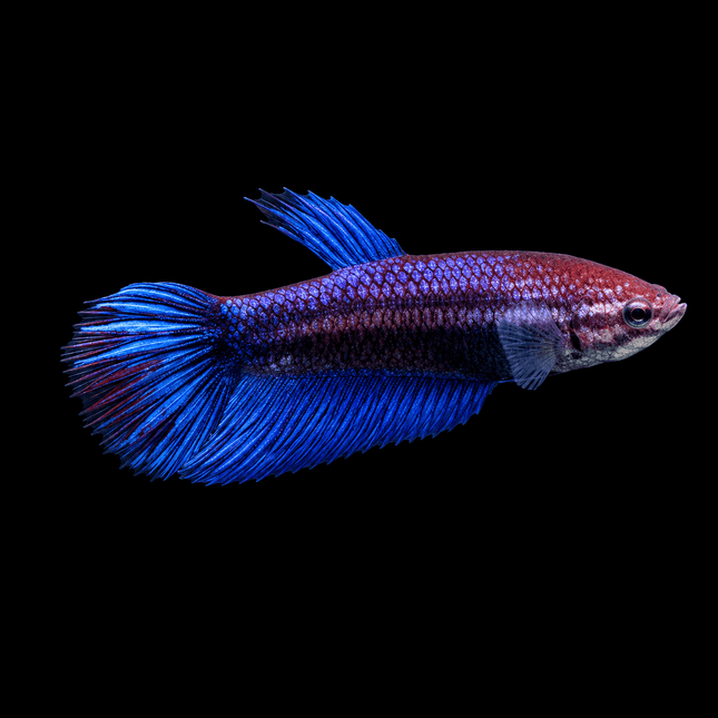 2BT25 - [ARRIVED 1-JUL-2026] Halfmoon Female Betta - Nano Tanks Australia