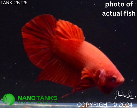 2BT25 - Red Giant Halfmoon Plakat Betta Male - Nano Tanks Australia Aquarium Shop