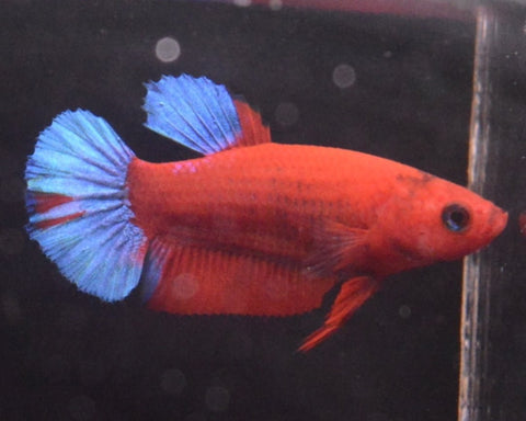 2BT25 - Red Hellboy Halfmoon Plakat Betta Male (2bt45) - Nano Tanks Australia Aquarium Shop