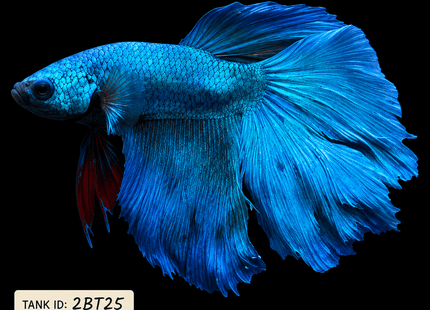 2BT25 - Teal Halfmoon Betta Male - Nano Tanks Australia