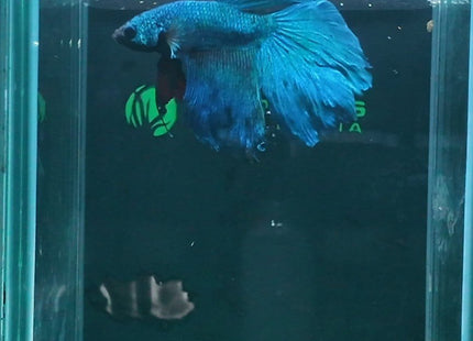 2BT25 - Teal Halfmoon Betta Male - Nano Tanks Australia