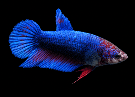 2BT26 - [ARRIVED 1-JUL-2026] Halfmoon Female Betta - Nano Tanks Australia