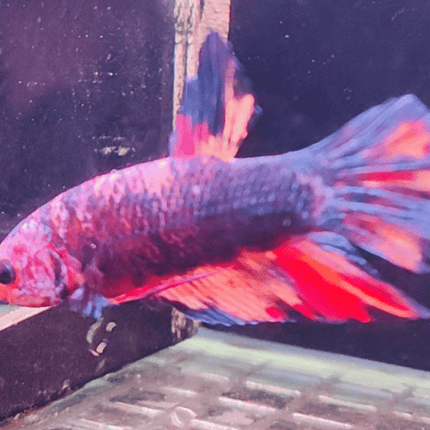 2BT26 - Giant Halfmoon Plakat Betta Male - Nano Tanks Australia Aquarium Shop