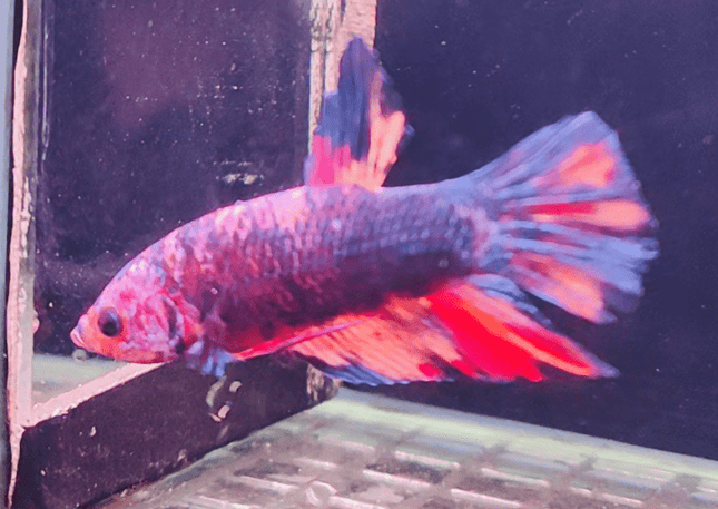 2BT26 - Giant Halfmoon Plakat Betta Male - Nano Tanks Australia Aquarium Shop