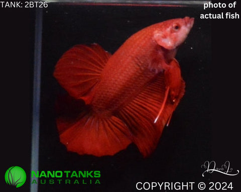 2BT26 - Red Giant Halfmoon Plakat Betta Male - Nano Tanks Australia Aquarium Shop