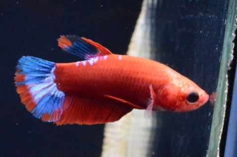 2BT26 - Red Hellboy Halfmoon Plakat Betta Female (4bt22) - Nano Tanks Australia Aquarium Shop