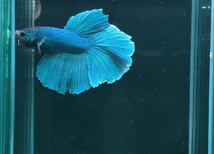2BT26 - Teal Halfmoon Betta Male - Nano Tanks Australia