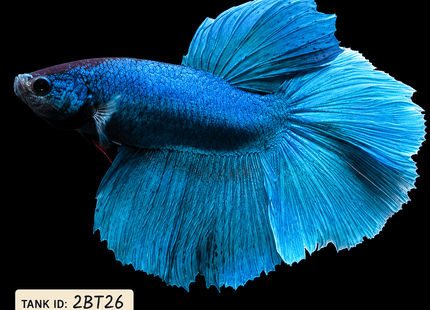 2BT26 - Teal Halfmoon Betta Male - Nano Tanks Australia