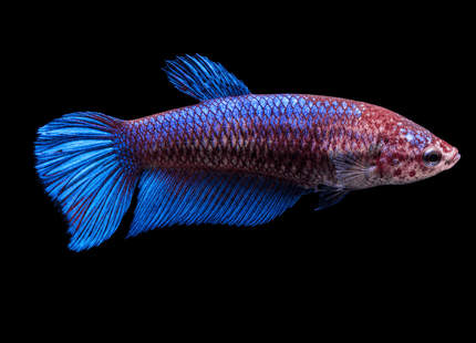 2BT31 - [ARRIVED 1-JUL-2026] Halfmoon Female Betta - Nano Tanks Australia