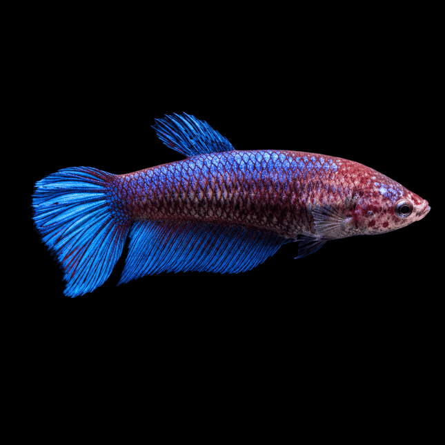 2BT31 - [ARRIVED 1-JUL-2026] Halfmoon Female Betta - Nano Tanks Australia