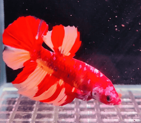 2BT31 - Koi Nemo Giant Halfmoon Plakat Betta Male - Nano Tanks Australia Aquarium Shop