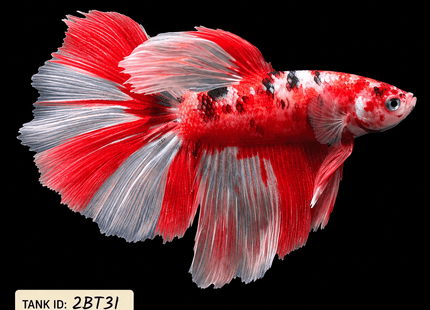 2BT31 - Nemo Koi Halfmoon Betta Male - Nano Tanks Australia