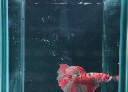 2BT31 - Nemo Koi Halfmoon Betta Male - Nano Tanks Australia