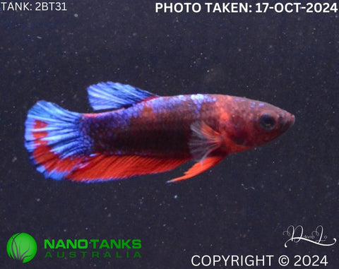 2BT31 - Red Hellboy Halfmoon Plakat Betta Female - Nano Tanks Australia Aquarium Shop