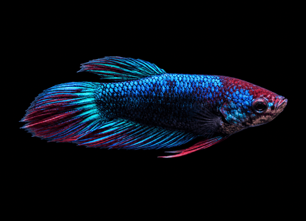 2BT32 - [ARRIVED 1-JUL-2026] Halfmoon Plakat Male Betta - Nano Tanks Australia