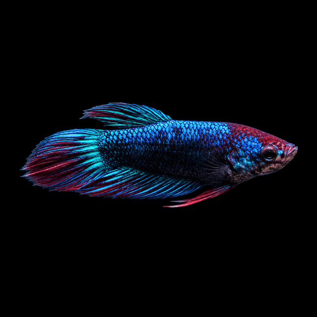 2BT32 - [ARRIVED 1-JUL-2026] Halfmoon Plakat Male Betta - Nano Tanks Australia