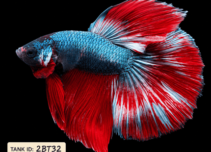 2BT32 - Halfmoon Betta Male - Nano Tanks Australia