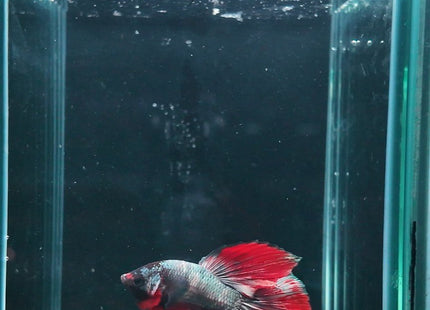 2BT32 - Halfmoon Betta Male - Nano Tanks Australia