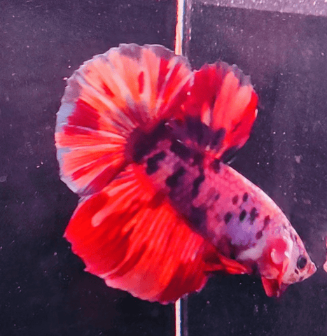 2BT32 - Koi Giant Halfmoon Plakat Betta Male - Nano Tanks Australia Aquarium Shop