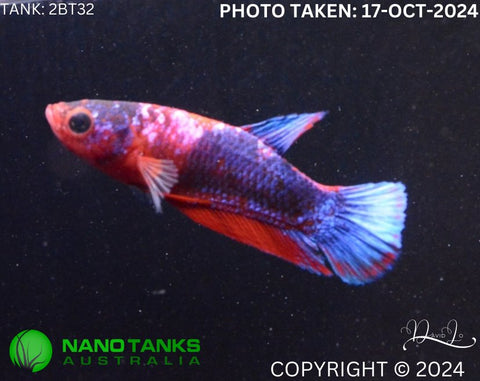 2BT32 - Red Hellboy Halfmoon Plakat Betta Female - Nano Tanks Australia Aquarium Shop