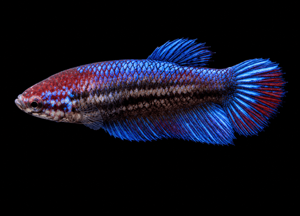 2BT33 - [ARRIVED 1-JUL-2026] Halfmoon Female Betta - Nano Tanks Australia