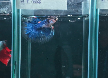 2BT33 - Halfmoon Betta Male - Nano Tanks Australia