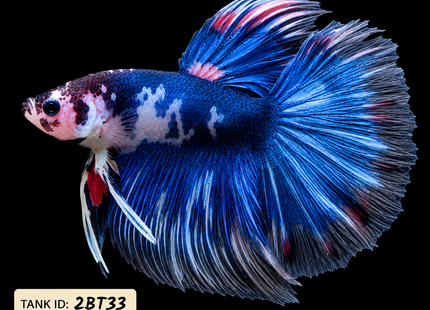 2BT33 - Halfmoon Betta Male - Nano Tanks Australia