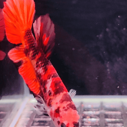 2BT33 - Koi Giant Halfmoon Plakat Betta Male - Nano Tanks Australia Aquarium Shop