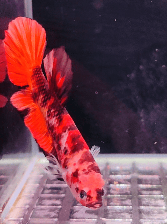 2BT33 - Koi Giant Halfmoon Plakat Betta Male - Nano Tanks Australia Aquarium Shop