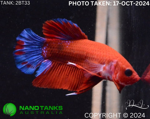 2BT33 - Red Hellboy Halfmoon Plakat Betta Male - Nano Tanks Australia Aquarium Shop