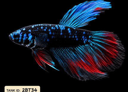 2BT34 - Black Base Red Galaxy Koi Betta Male - Nano Tanks Australia
