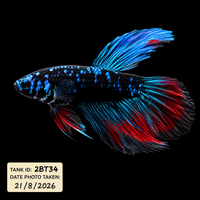 2BT34 - Black Base Red Galaxy Koi Betta Male - Nano Tanks Australia