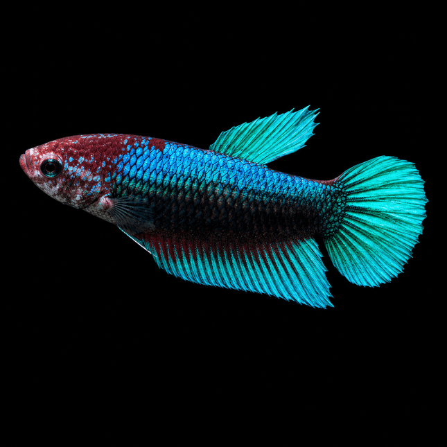 2BT34 - Halfmoon Female Betta - Nano Tanks Australia