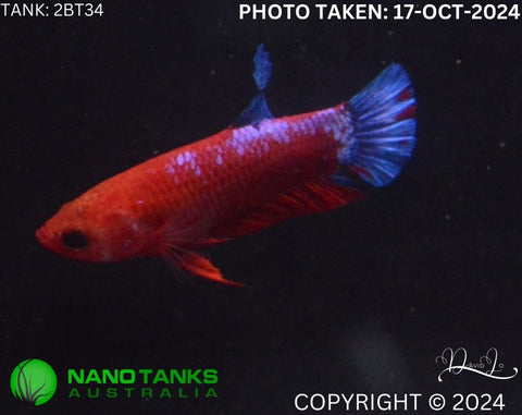 2BT34 - Red Hellboy Halfmoon Plakat Betta Female - Nano Tanks Australia Aquarium Shop