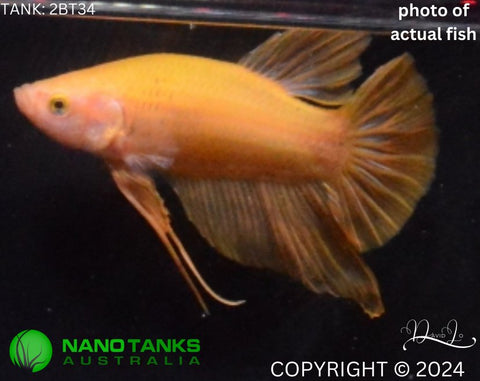 2BT34 - Yellow Giant Halfmoon Plakat Betta Male - Nano Tanks Australia Aquarium Shop