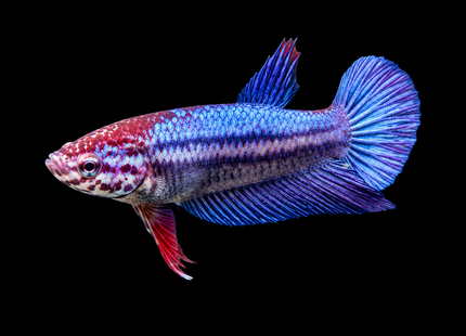 2BT35 - [ARRIVED 1-JUL-2026] Halfmoon Female Betta - Nano Tanks Australia