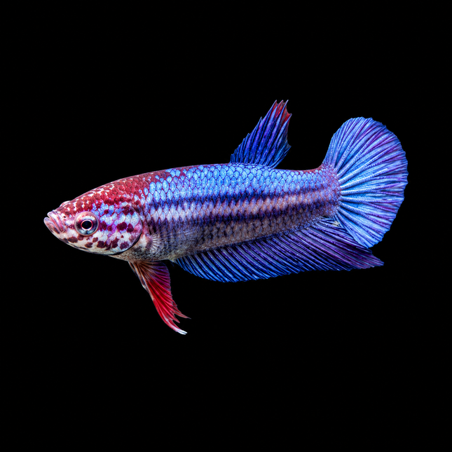 2BT35 - [ARRIVED 1-JUL-2026] Halfmoon Female Betta - Nano Tanks Australia