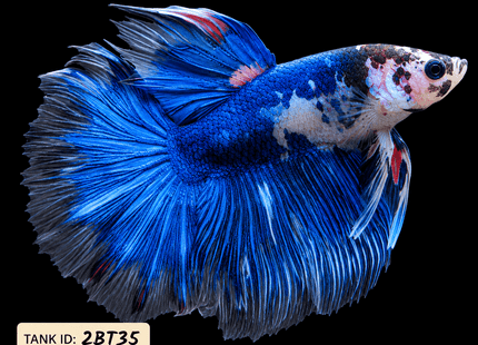 2BT35 - Halfmoon Betta Male - Nano Tanks Australia