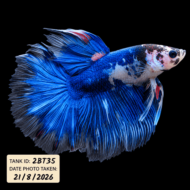 2BT35 - Halfmoon Betta Male - Nano Tanks Australia