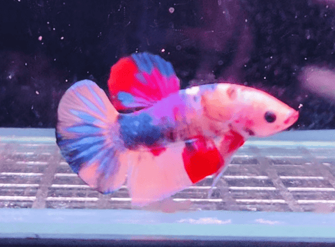 2BT35 - Koi Halfmoon Plakat Betta Male - Nano Tanks Australia Aquarium Shop